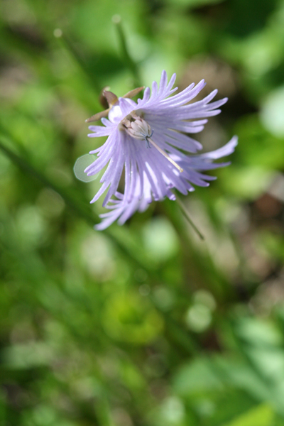 concours fleurs 1.jpg