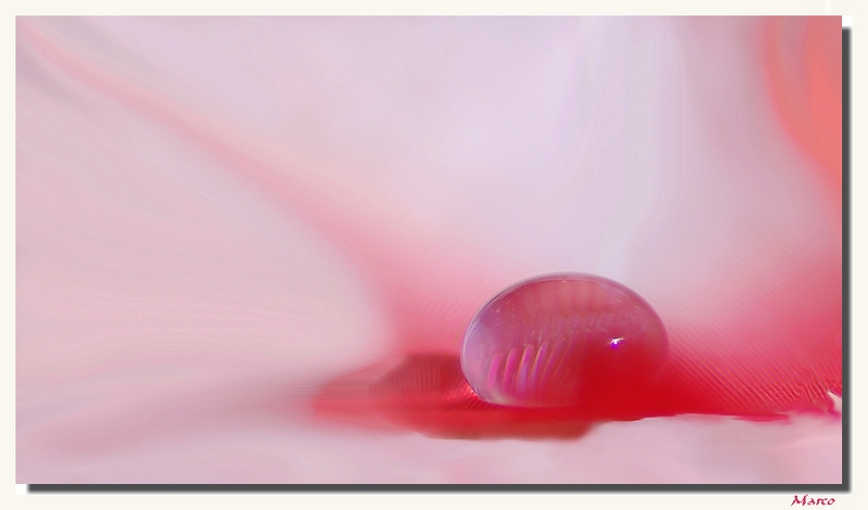 M_R_3049 + Larmes de flamant rose copie a.jpg