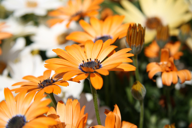 concours fleurs 2.jpg