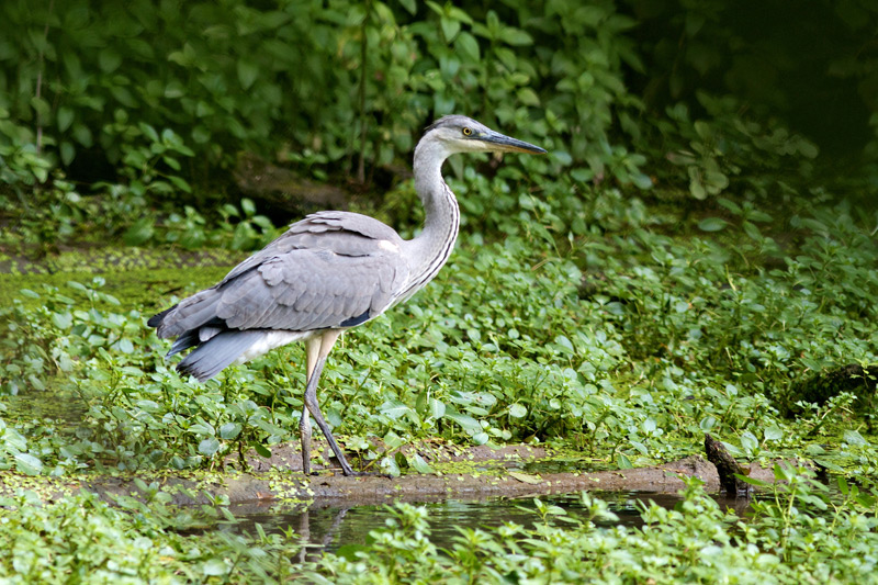 heron1.jpg
