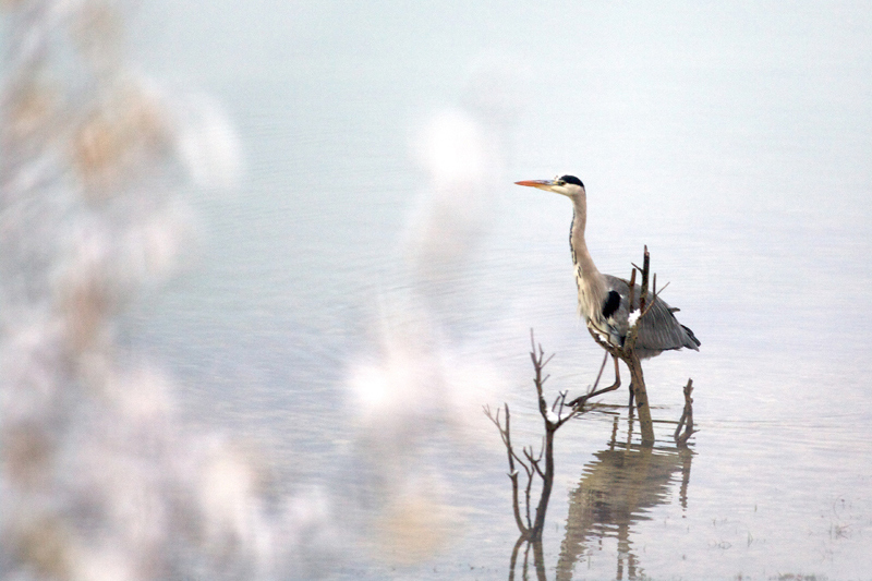 heron2.jpg