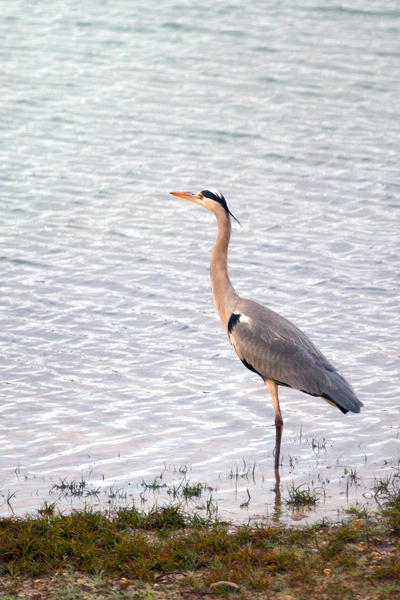 heron4.jpg