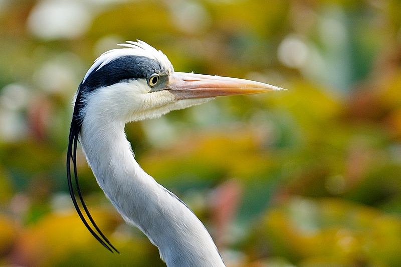 Heron-Cendre.jpg