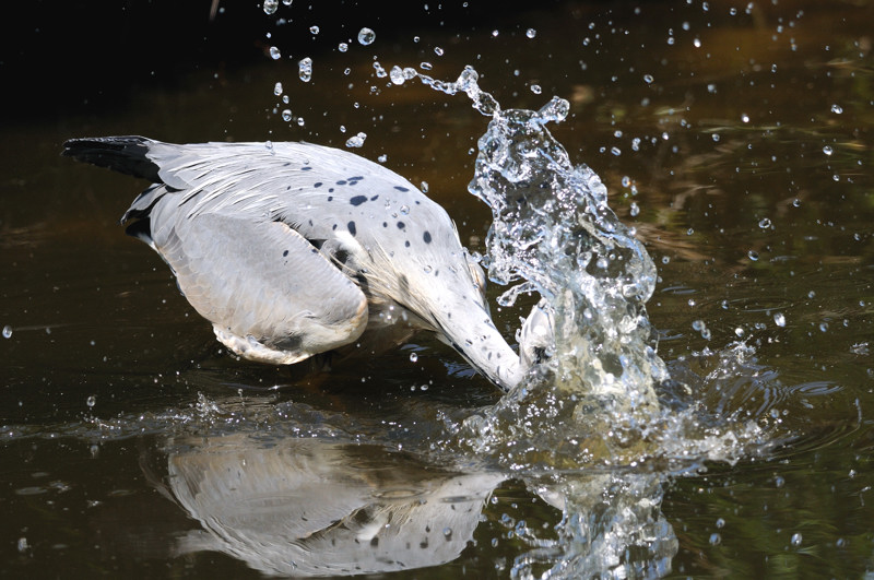 HERON CENDRE.2.jpg