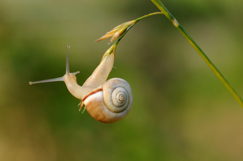 Escargot_010710.jpg