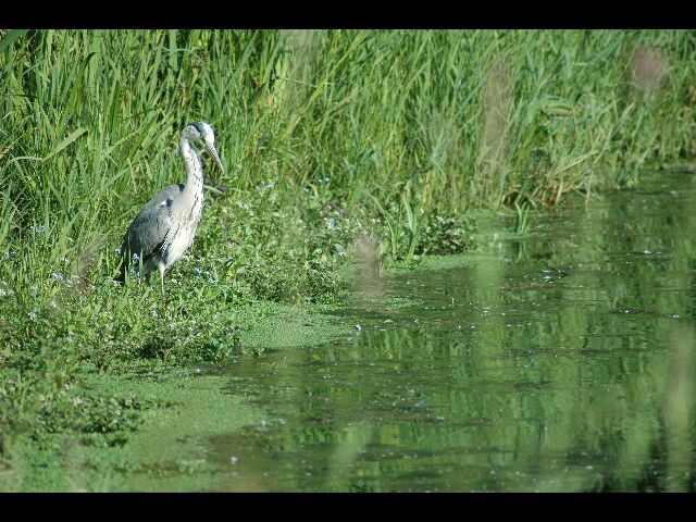 LE HERON 1.jpg