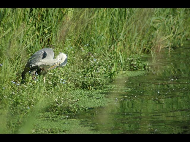 LE HERON 3.jpg