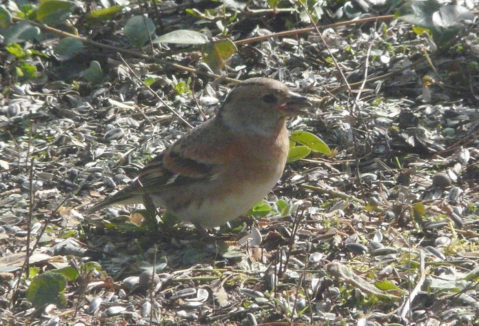 Pinson du Nord -femelle-15.02.2009.jpg