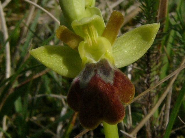 Ophrys Lupercalis-Coteau de chez Brau 01.JPG