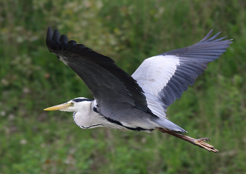 HERON_CENDRE_0002.JPG