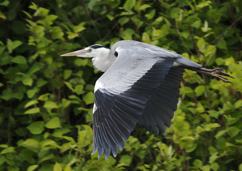 HERON_CENDRE_0003.JPG