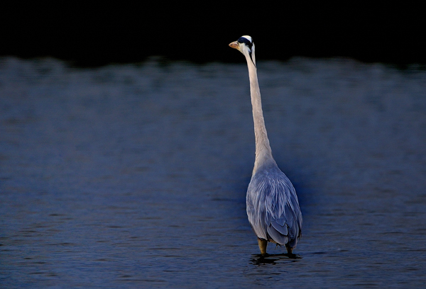 DSC_9571 1.jpg