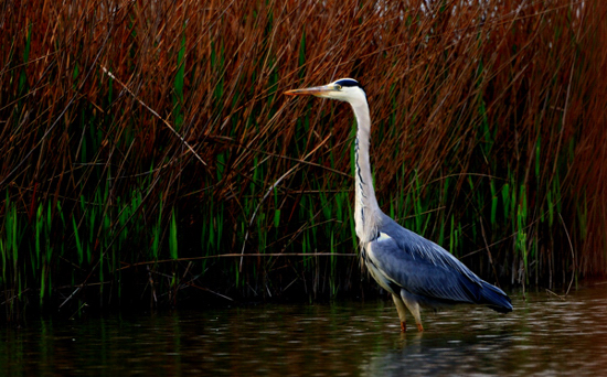 DSC_9592 1.jpg