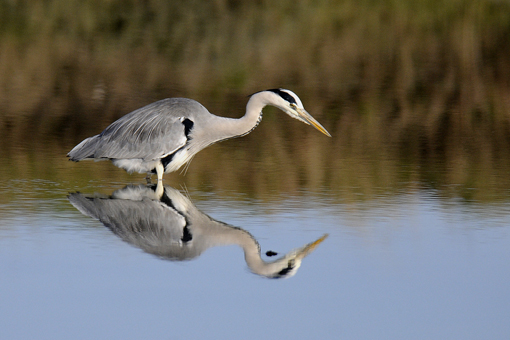 _DSC9263.JPG