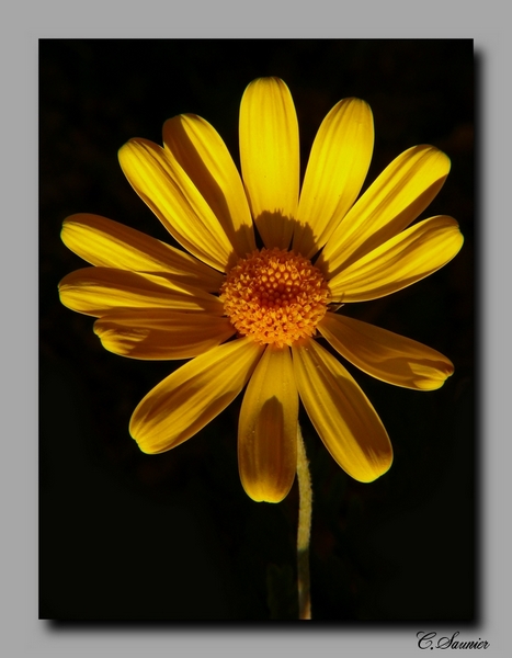 marguerite....jpg
