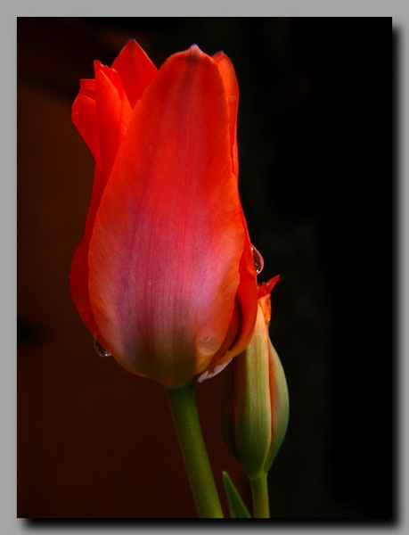 tulipe.jpg