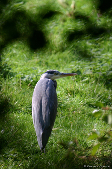 466 Héron cendré (Ardea cinerea) -Roly-.jpg