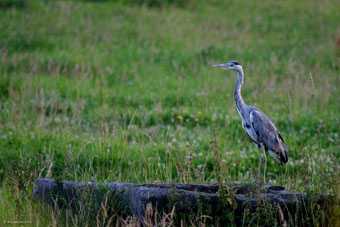 841 Héron cendré (Ardea cinerea) -Annevoie-.jpg