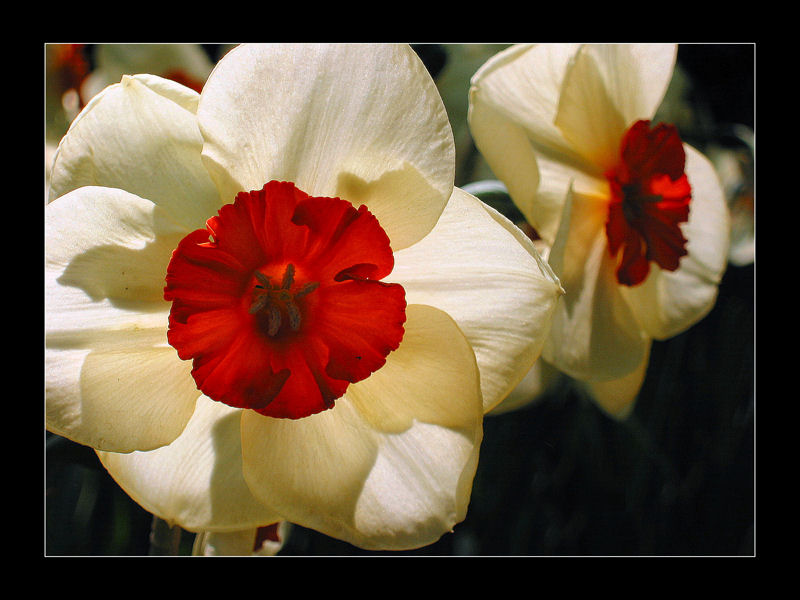 Photo fleur 3.jpg
