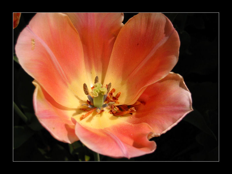 Photo fleur 2.jpg