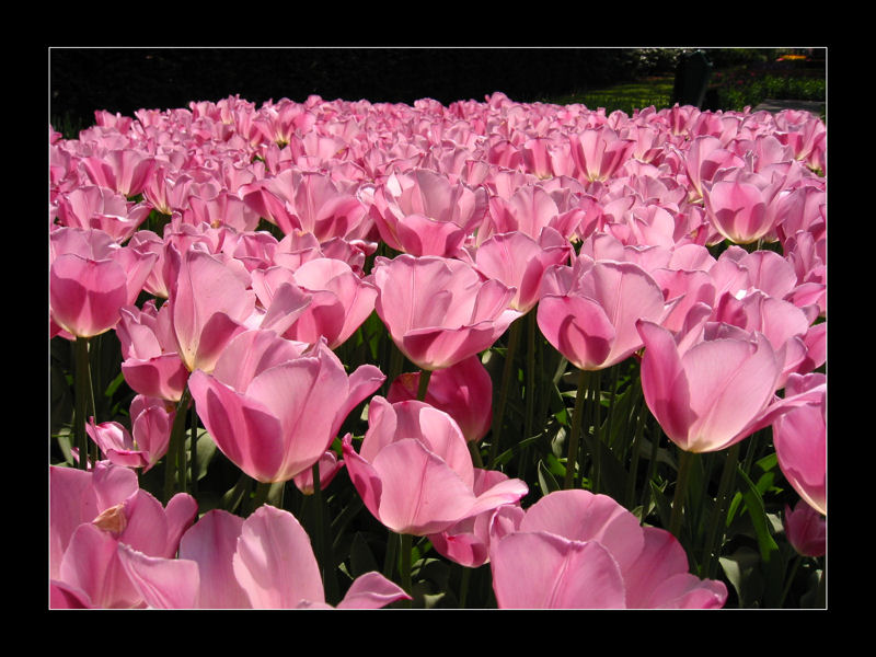 Photo fleur 1.jpg