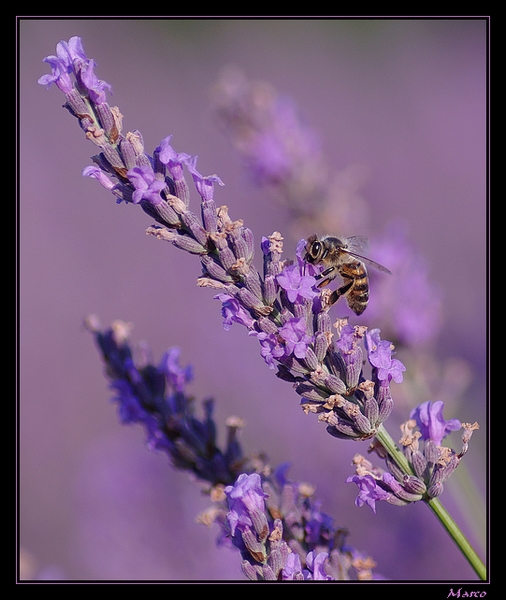 M_R_3257%20%2B%20a[1].jpg