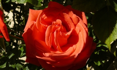 rose.jpg