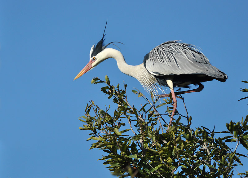 Héron-cendré-Kruger.jpg