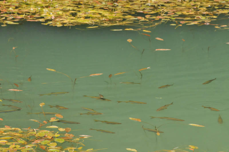 poissons1.jpg