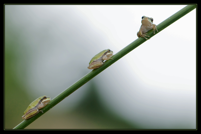 Les 3 rainettes.jpg