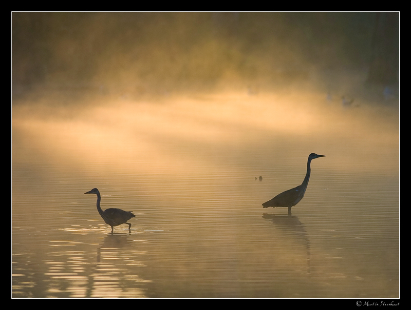 HeronCendré1-frame-by-Martin-Steenhaut.jpg