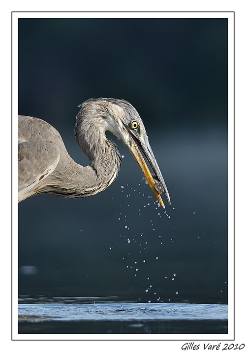 Portrait héron(image et nature 2).jpg