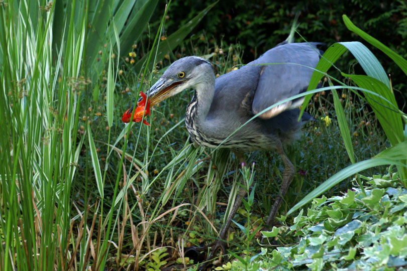 heron gastronome.jpg
