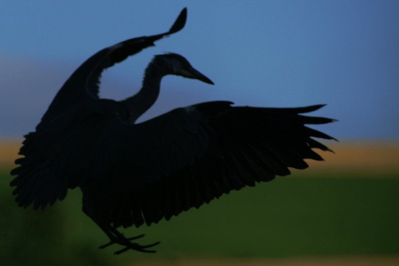 Ombre heron.jpg