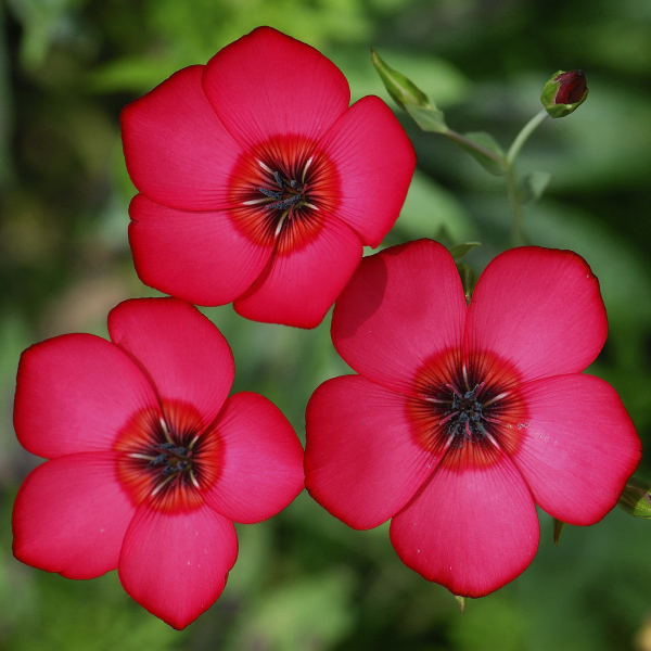 fleur 3576_cin_01.JPG