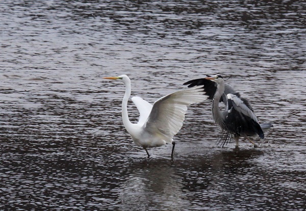 Aigrette et héron.13 Décembre 2009 019.JPG