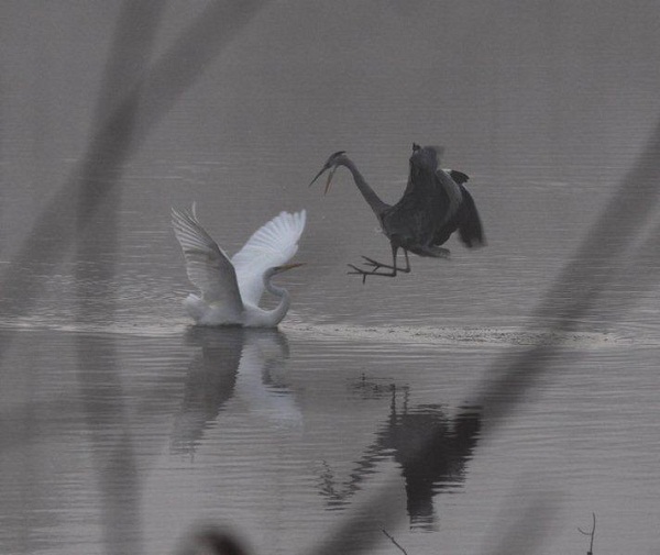 Héron et aigrette à Baerenthal.9 Décembre 2009 016-1.JPG
