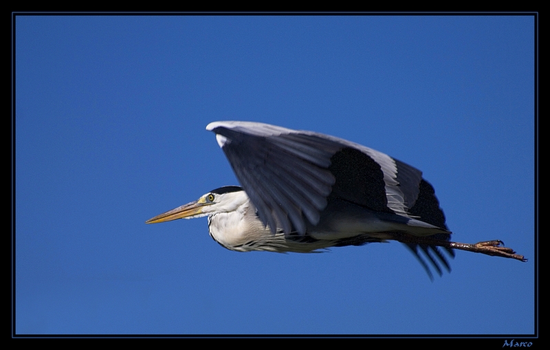 Héron cendré – Ardea cinerea 2.jpg