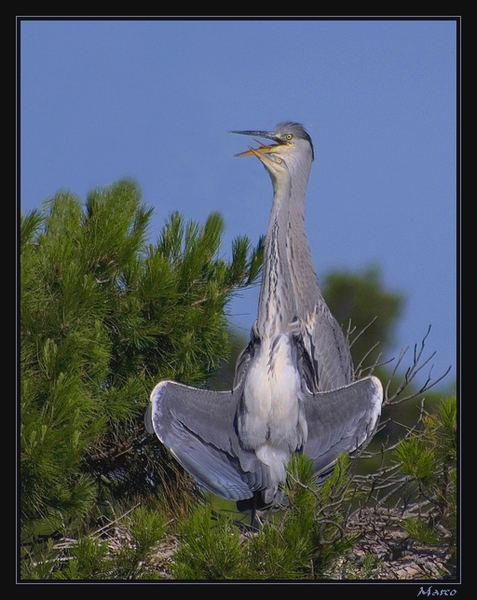 Héron cendré – Ardea cinerea 2 (1).jpg