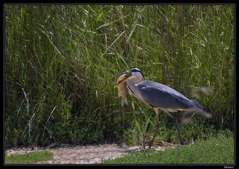 Héron cendré – Ardea cinerea 2 (2).jpg