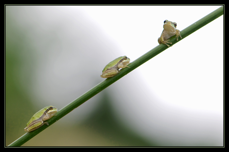 Les 3 rainettes-bis.jpg
