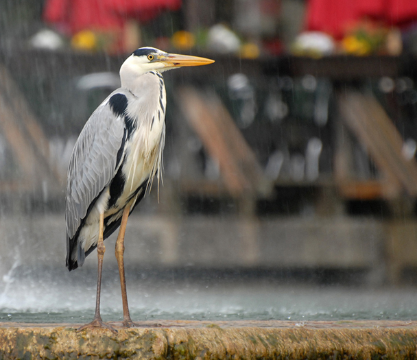 reiger1kl.jpg