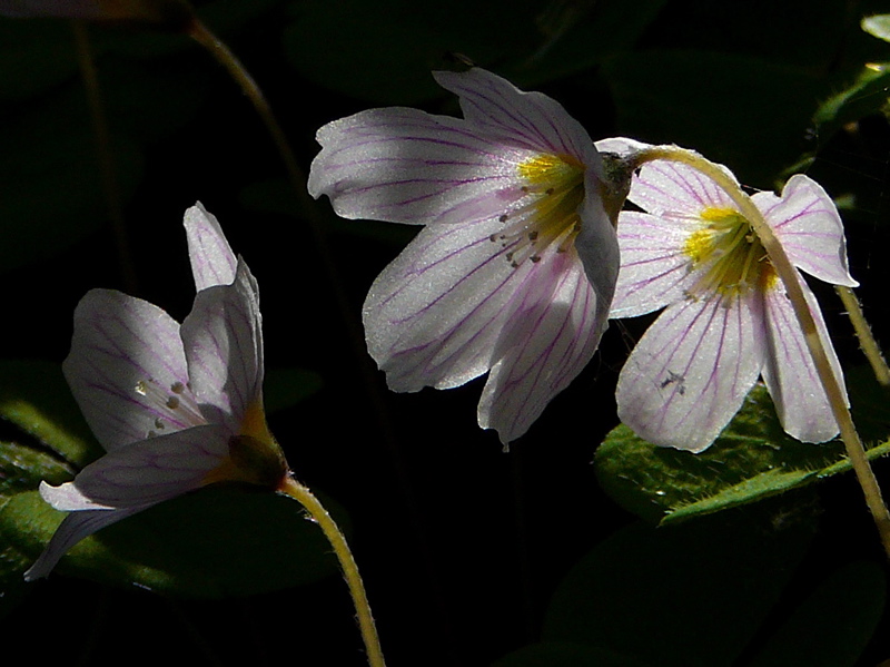 Copie de P1000103_1_1.jpg
