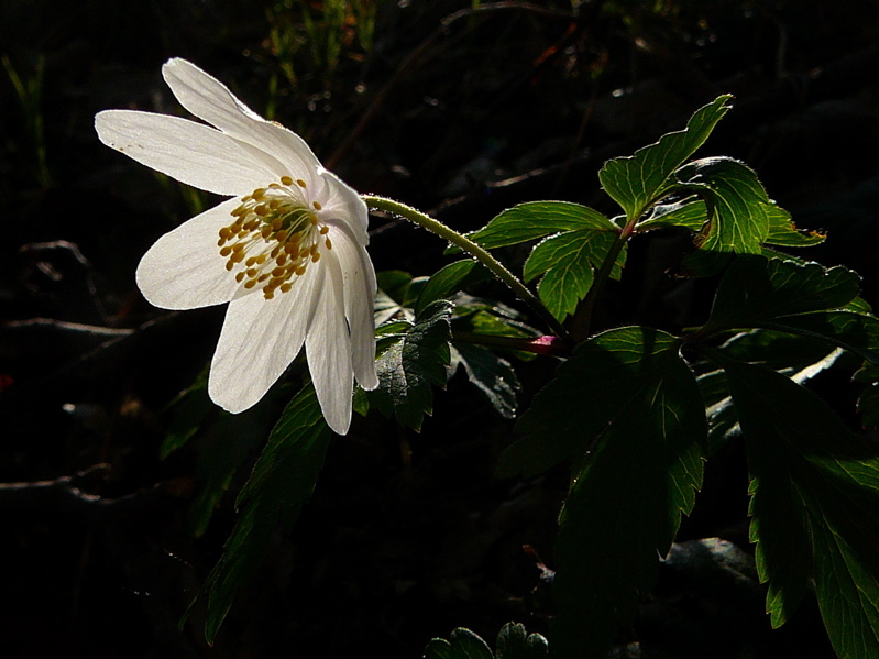 Copie de P1060262_1.jpg
