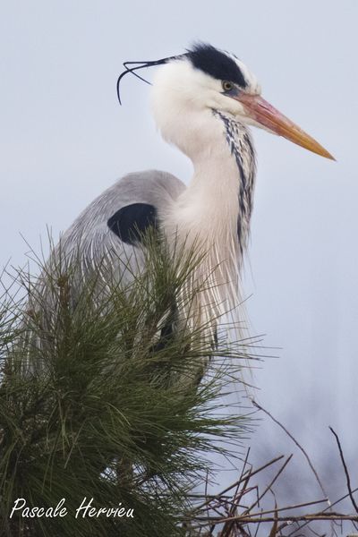 20100227-_MG_4394-4.jpg