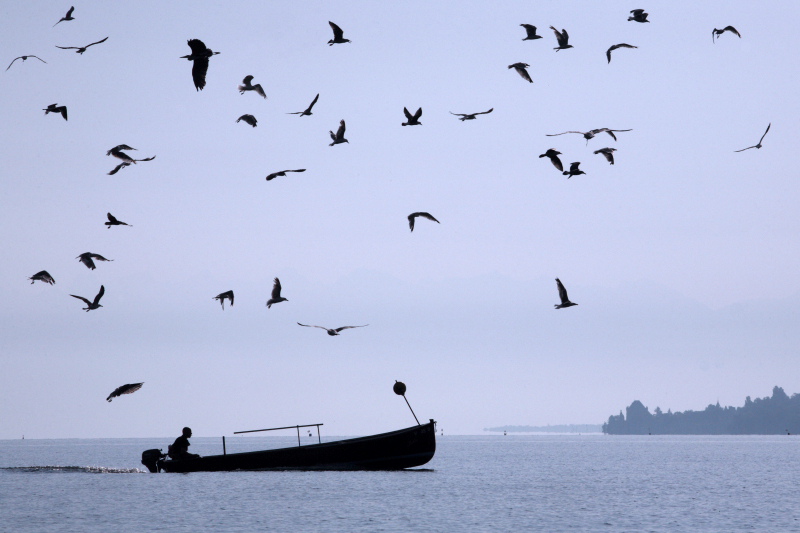 IMG_8010 Léman.JPG