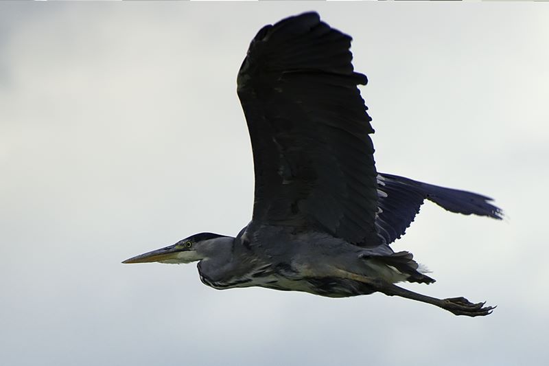 Heron-Watermead-06-2010.jpg