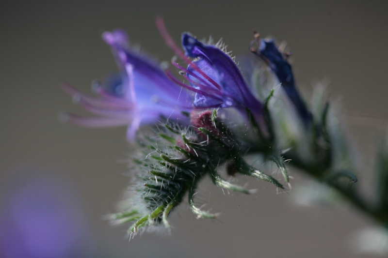 _MG_5563.JPG