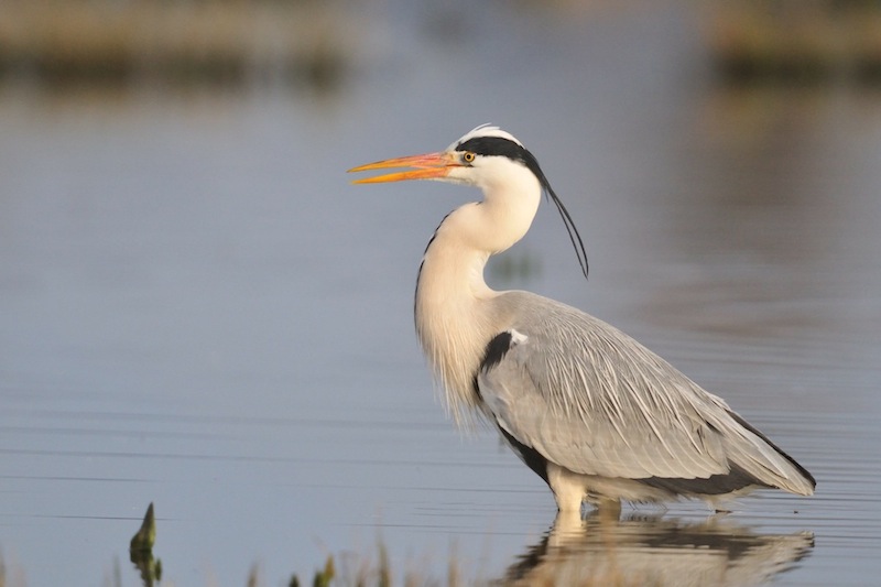 Heron Sionnet 1.jpg