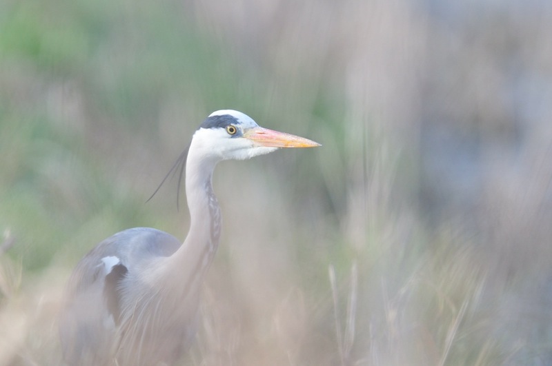 heron sionnet 2.jpg
